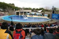 Los alumnos disfrutaron con la exhibición de delfines